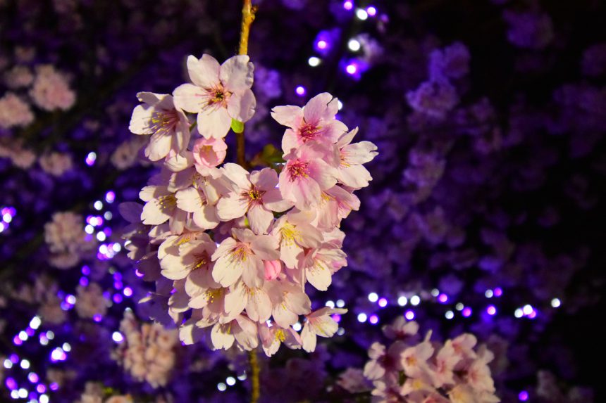 「城ケ崎桜」開花はじまる　2021. 3月上旬見頃予定