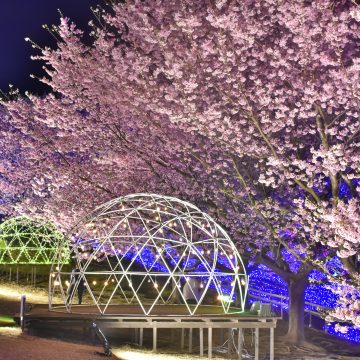 地元が愛する「城ケ崎桜(じょうがさきざくら)」がもうすぐ見頃！