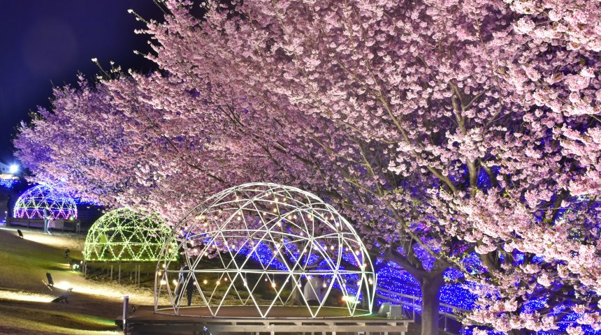 地元が愛する「城ケ崎桜(じょうがさきざくら)」がもうすぐ見頃！